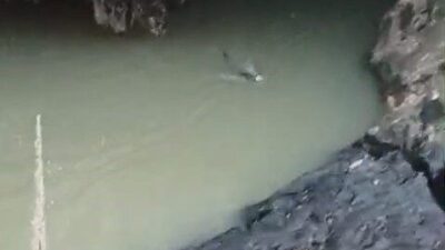 Elazığ’ın Karakoçan ilçesinde, su samuru balık avlarken görüntülendi. Elazığ’ın Karakoçan