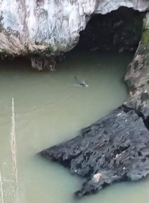 Elazığ’ın Karakoçan ilçesinde, su samuru balık avlarken görüntülendi. Elazığ’ın Karakoçan