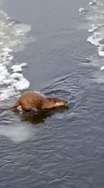 Su samuru Kura Nehri’nde yakaladığı balığı buzun üzerine çıkarak afiyetle