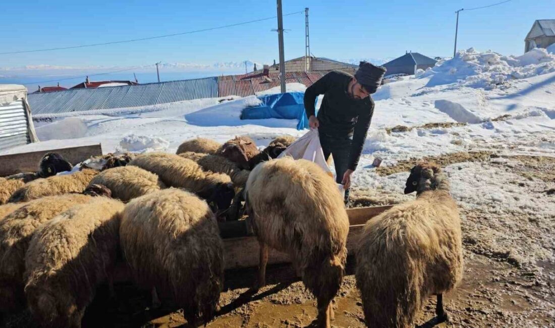 Bitlis’in Adilcevaz ilçesinde Türkiye’nin üçüncü yüksek dağı olan Süphan Dağı’nın