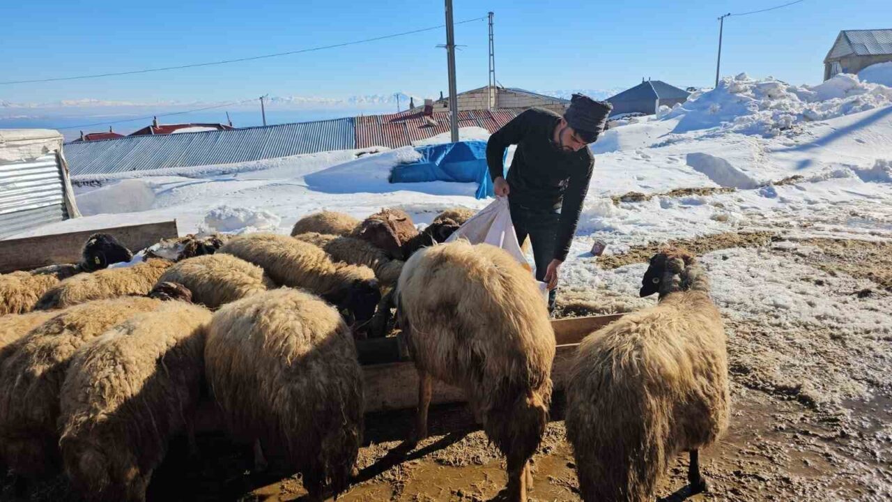 Bitlis’in Adilcevaz ilçesinde Türkiye’nin üçüncü yüksek dağı olan Süphan Dağı’nın