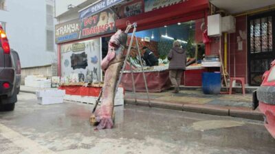 Edirne’de Meriç Nehri’nde son iki haftadır etkili olan taşkınlar ilginç