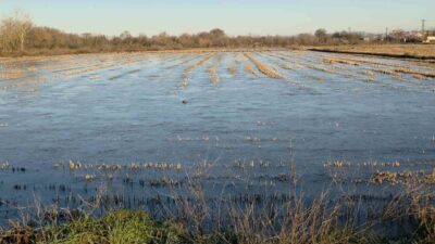 Edirne’de Tunca Nehri’nin taşmasıyla su altında kalan tarım arazilerinde, hava