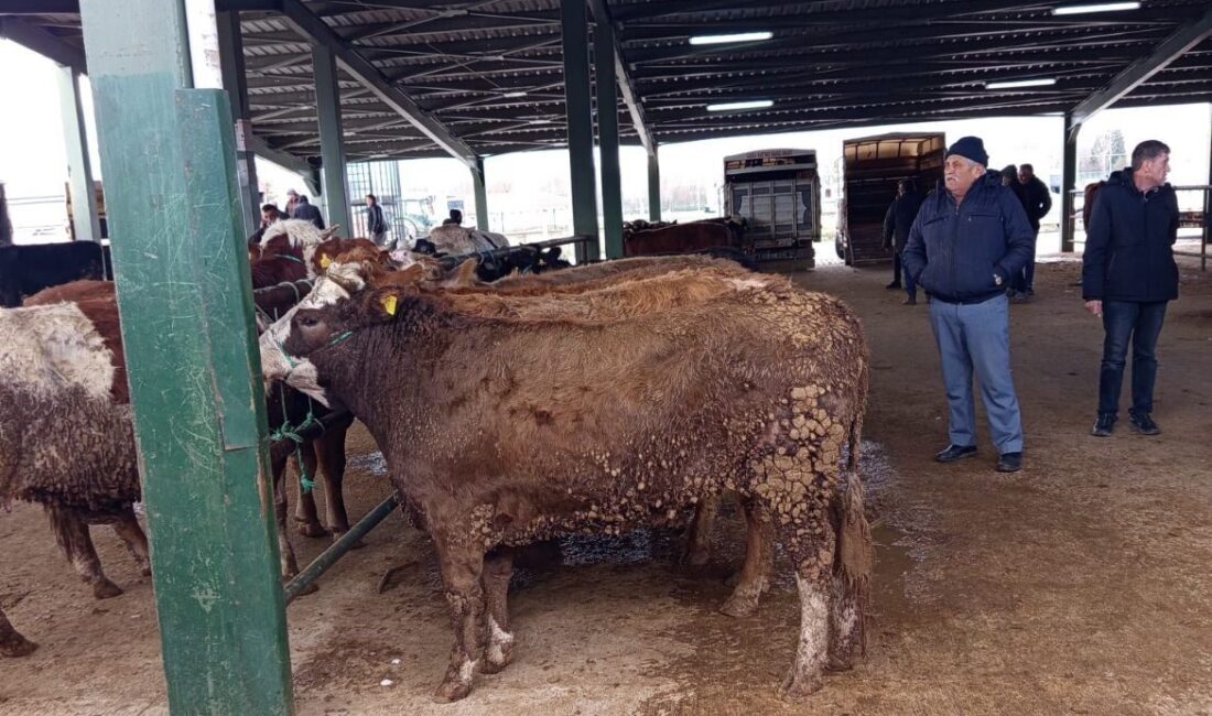Kütahya’nın Tavşanlı ilçesindeki hayvan pazasında Kurban Bayramı öncesi hareketlilik erken