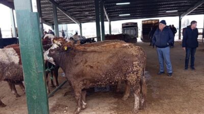 Kütahya’nın Tavşanlı ilçesindeki hayvan pazasında Kurban Bayramı öncesi hareketlilik erken