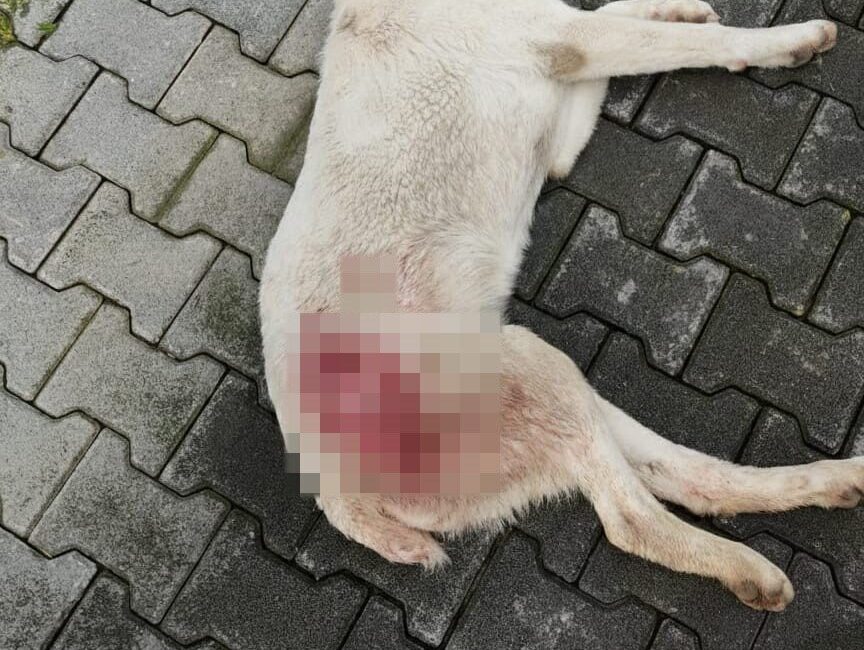 Bursa’nın İnegöl ilçesinde tüfekle vurularak yaralanan sokak köpeği, tedavi edildiği