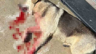 Bodrum’da tavuklarını yediği için iki köpeği silahla öldüren ve adli