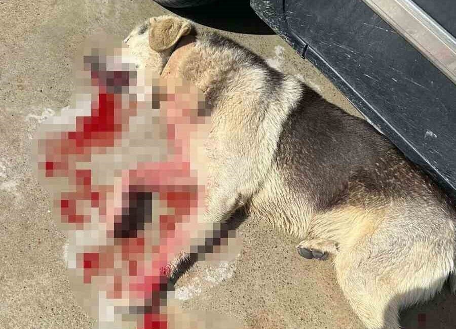 Bodrum’da tavuklarını yediği için iki köpeği silahla öldüren ve adli