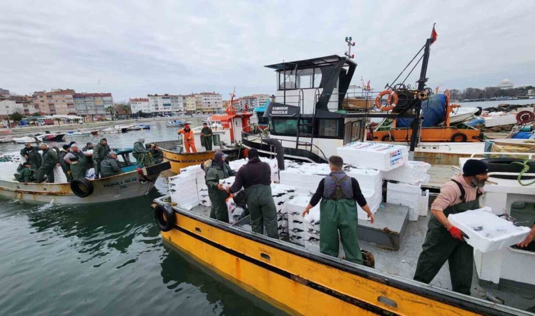 Tekirdağ açıklarında avlanan yaklaşık 500 kasa dolusu torik balığı balıkçıların
