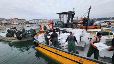 Tekirdağ açıklarında avlanan yaklaşık 500 kasa dolusu torik balığı balıkçıların