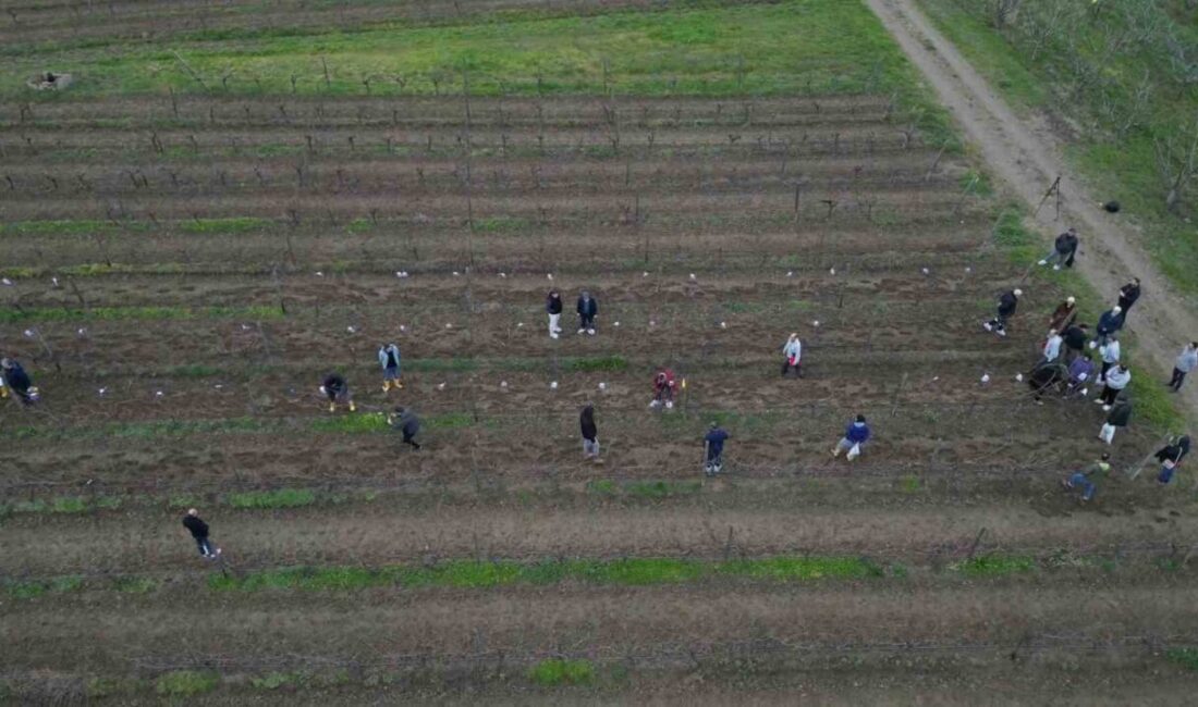 Tekirdağ’da bu yıl ikinci kez düzenlenen “Altın Makas Bağ Budama”