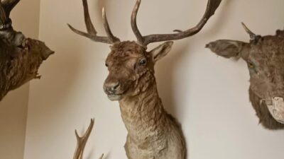 Tekirdağ Tarım ve Orman İl Müdürlüğü ekipleri ile kolluk kuvvetlerinin