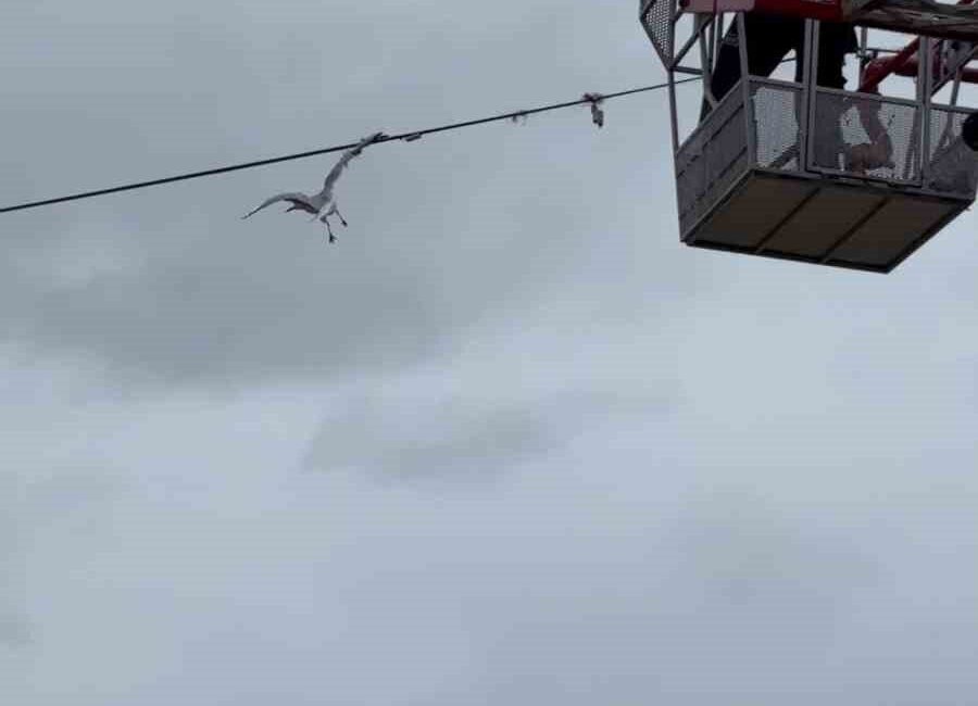 Zonguldak Limanı girişinde tel örgülere kanadı takılan ve asılı kalan