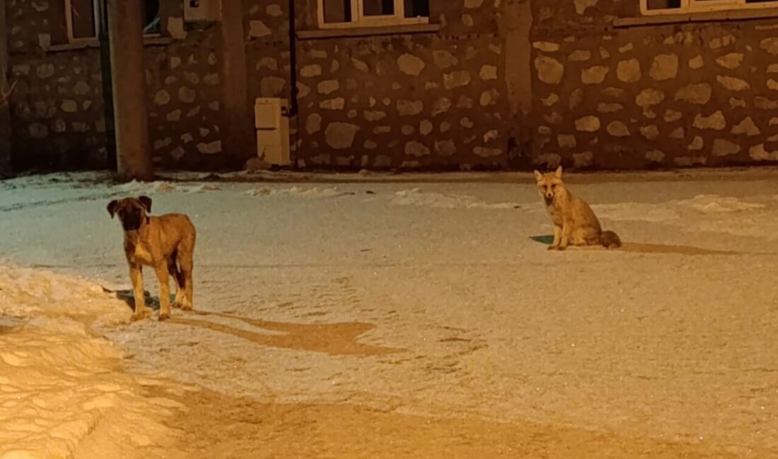 Konya’nın Hadim ilçesinde tilki ile sokak köpeğinin dostluğu objektiflere yansıdı.
