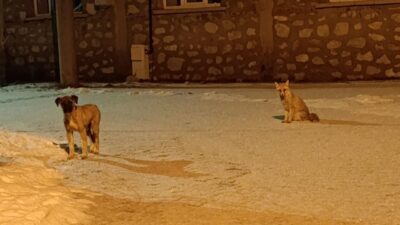 Konya’nın Hadim ilçesinde tilki ile sokak köpeğinin dostluğu objektiflere yansıdı.