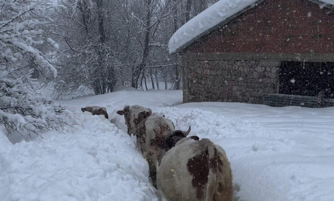 Tunceli’nin Ovacık ilçesinde kar kalınlığı 1,5 metreyi aştı. İneklerin karlar