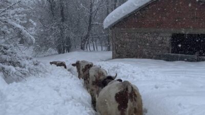 Tunceli’nin Ovacık ilçesinde kar kalınlığı 1,5 metreyi aştı. İneklerin karlar