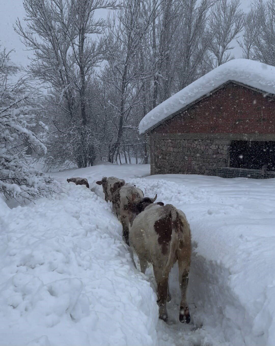 Tunceli’nin Ovacık ilçesinde kar kalınlığı 1,5 metreyi aştı. İneklerin karlar