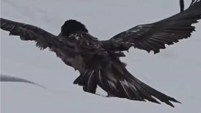 Uluslararası Doğa Koruma Birliği (IUCN) Tehdit Altındaki Türlerin Kırmızı Listesi’nde