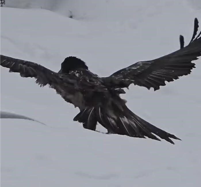 Uluslararası Doğa Koruma Birliği (IUCN) Tehdit Altındaki Türlerin Kırmızı Listesi’nde
