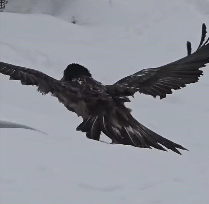 Uluslararası Doğa Koruma Birliği (IUCN) Tehdit Altındaki Türlerin Kırmızı Listesi’nde