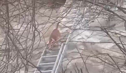 Manisa’nın Turgutlu ilçesinde Karacaali Deresi’nde mahsur kalan minik köpek, Manisa