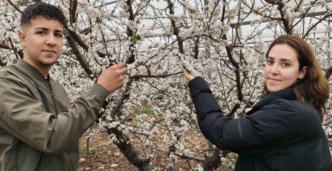 Mersin’in Silifke ilçesinde, örtü altında yetiştirilen ve döllenmesi doğal olarak