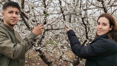 Mersin’in Silifke ilçesinde, örtü altında yetiştirilen ve döllenmesi doğal olarak
