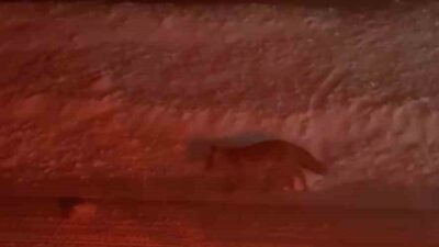 Bursa’da Uludağ yolu üzerinde bir tilki, seyir halindeki vatandaşlar tarafından