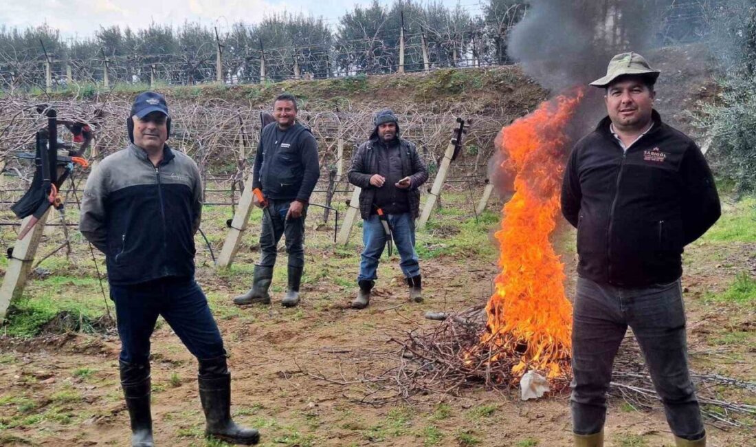Sarıgöl’de dondurucu sabahlara rağmen bağ budama mesaisi sürüyor; tarım işçileri