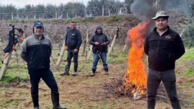 Sarıgöl’de dondurucu sabahlara rağmen bağ budama mesaisi sürüyor; tarım işçileri