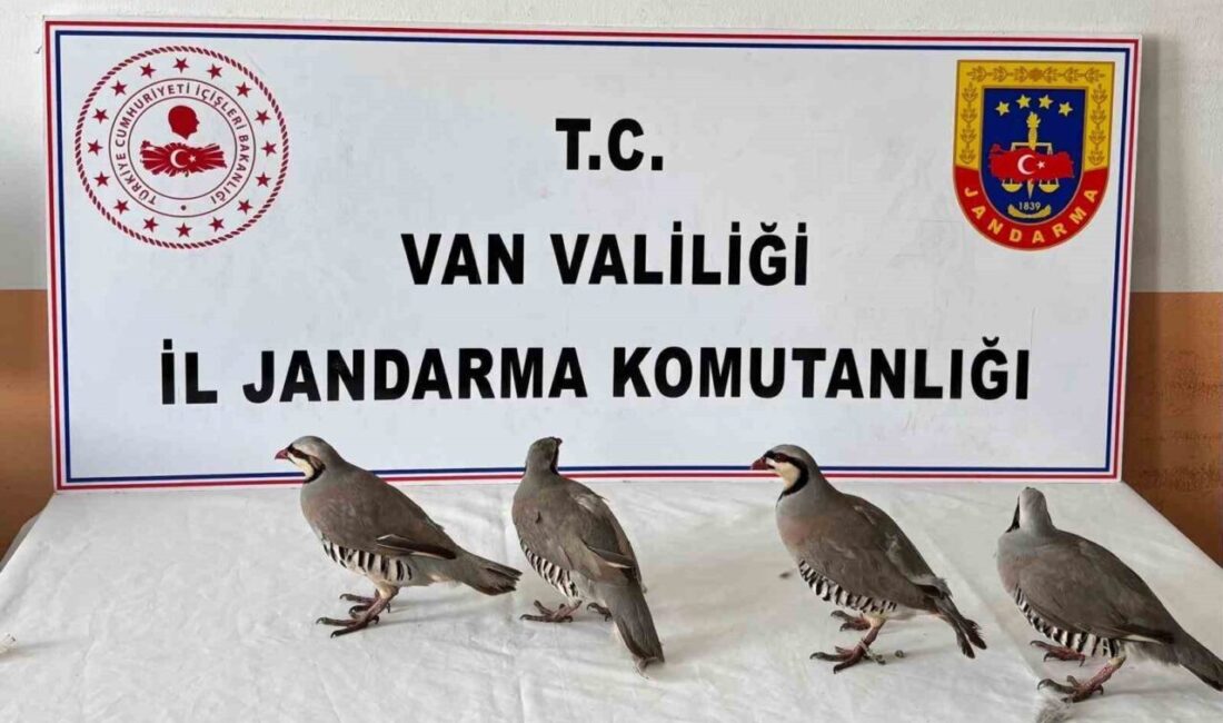 Van’ın Erciş ilçesinde 4 keklik ele geçirilirken, şahsa ise 85