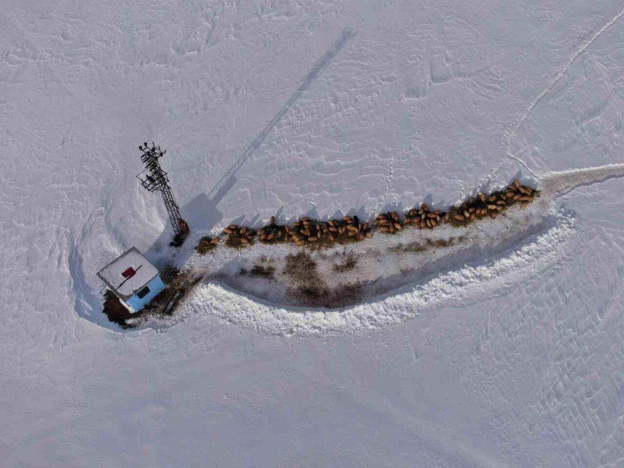 Van’ın Çatak ilçe kırsalında besiciler kar yağışı ve soğuk havaya