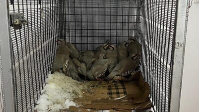 Van’ın Muradiye ilçesinde kaçak keklik avlayan şahsa 75 bin 303