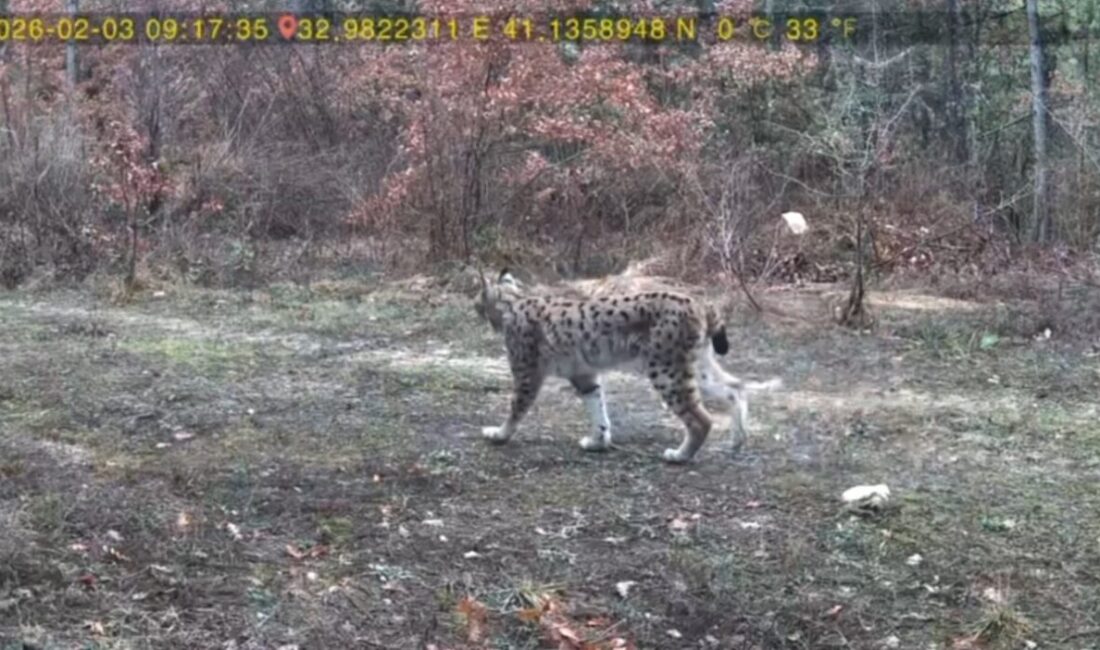 Karabük’ün Ovacık ilçesinde kurulan fotokapanla vaşak ve karaca yavrusu görüntülendi.