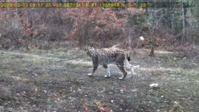 Karabük’ün Ovacık ilçesinde kurulan fotokapanla vaşak ve karaca yavrusu görüntülendi.