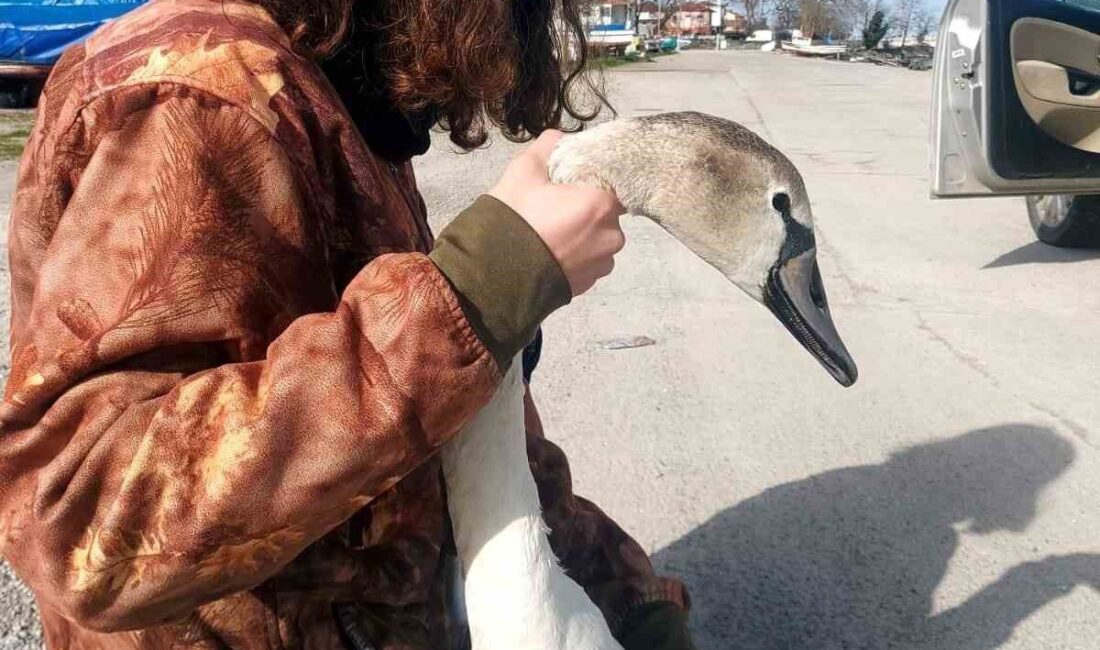 Kastamonu’nun İnebolu ilçesinde balık tutan vatandaşlar tarafından yaralı halde bulunan