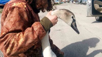 Kastamonu’nun İnebolu ilçesinde balık tutan vatandaşlar tarafından yaralı halde bulunan