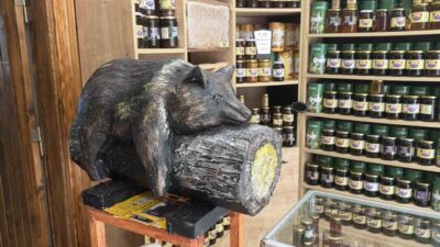 Düzce’nin Yığılca ilçesinde 2022 yılında orman gülü balından fazla yiyerek