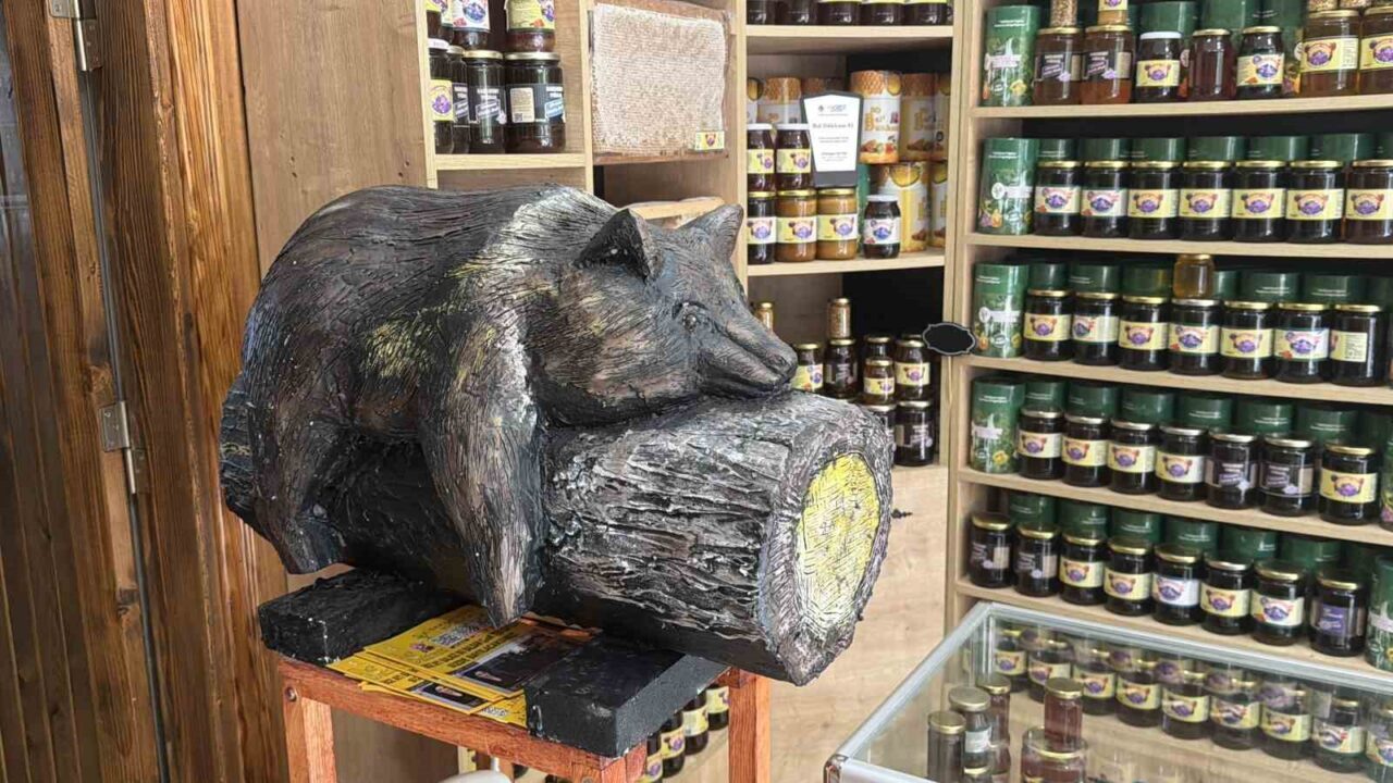 Düzce’nin Yığılca ilçesinde 2022 yılında orman gülü balından fazla yiyerek