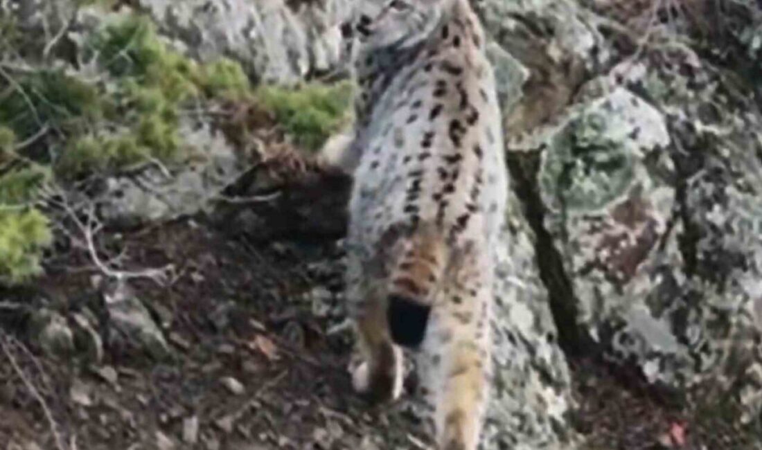 Yaban hayatının eşsiz döngüsü, nadir anlardan biri olan gebe vaşağın