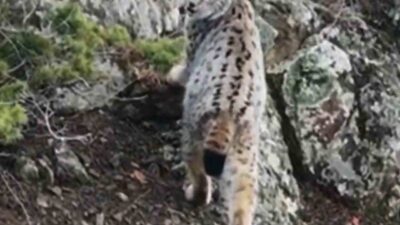 Yaban hayatının eşsiz döngüsü, nadir anlardan biri olan gebe vaşağın