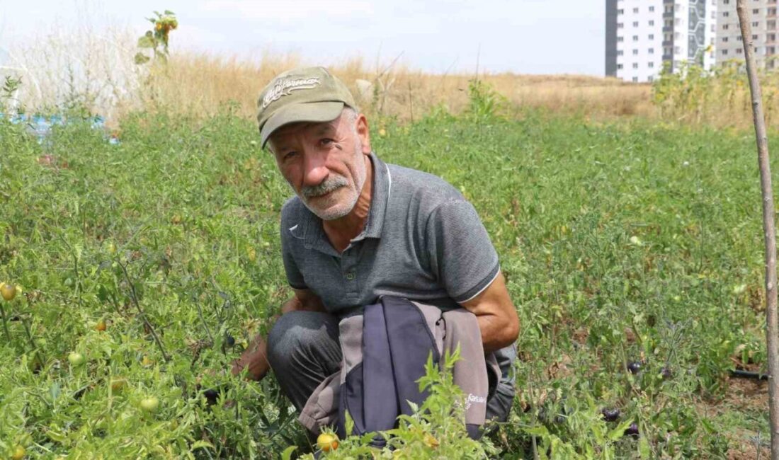 Kanser hastalığıyla mücadele eden emekli öğretmen Mustafa Bakay, kısırlaştırılmış tohumlara