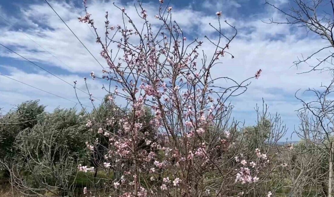 Manisa’nın Alaşehir ilçesinde mevsim normallerinin üzerinde seyreden hava sıcaklıkları nedeniyle