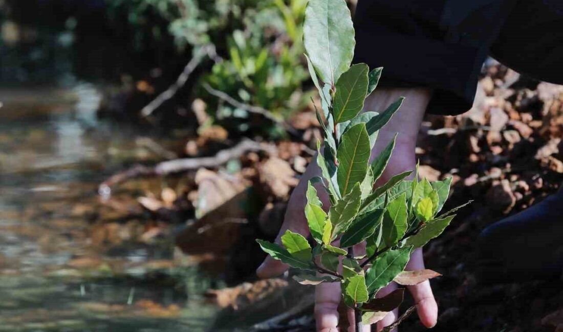 İzmir’in Yamanlar bölgesinde çıkan yangından etkilenen alanlarda yürütülen ağaçlandırma ve