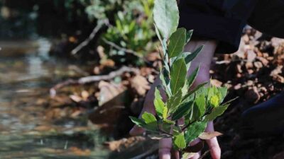 İzmir’in Yamanlar bölgesinde çıkan yangından etkilenen alanlarda yürütülen ağaçlandırma ve