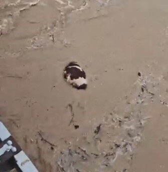 Muğla’nın Yatağan ilçesinde sel sularına kapılan inek telef oldu. Muğla