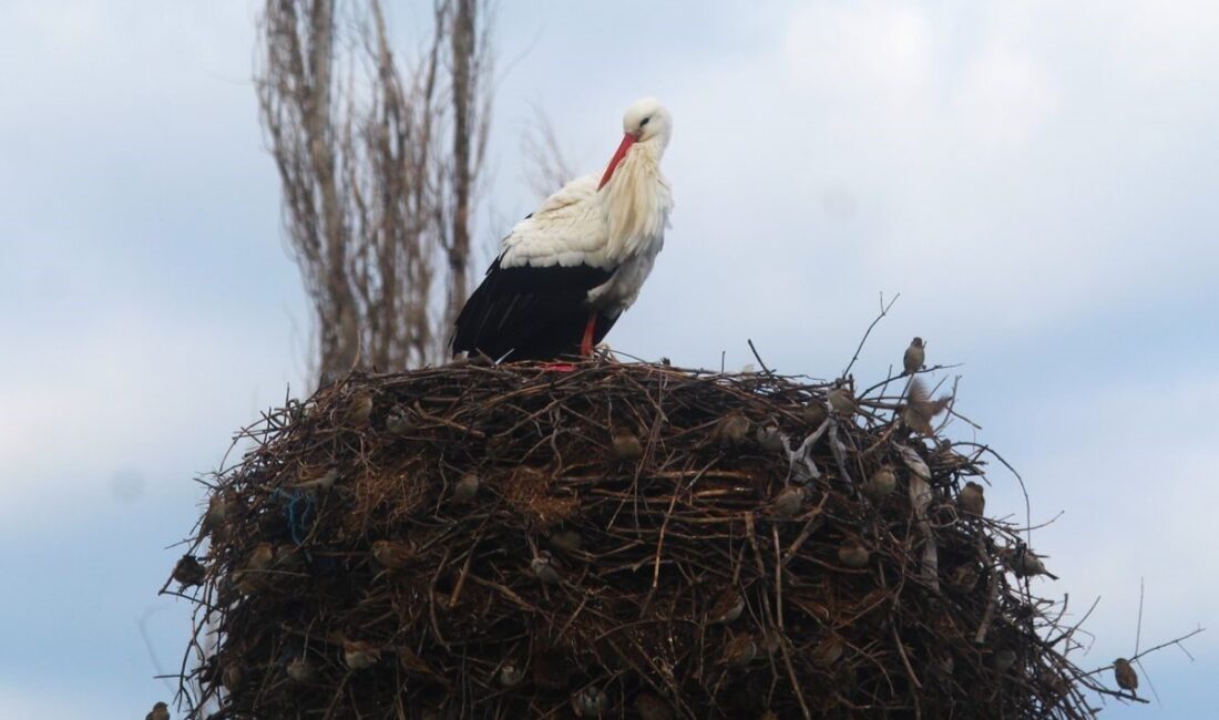 Sulak alanları ile birlikte önemli göç alanlarından olan Aydın, her