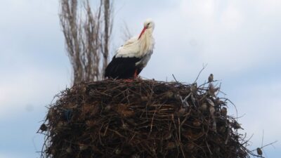Sulak alanları ile birlikte önemli göç alanlarından olan Aydın, her