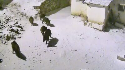 Elazığ’da etkili olan kar yağışı sonrası kırsalda yiyecek bulamayan domuz